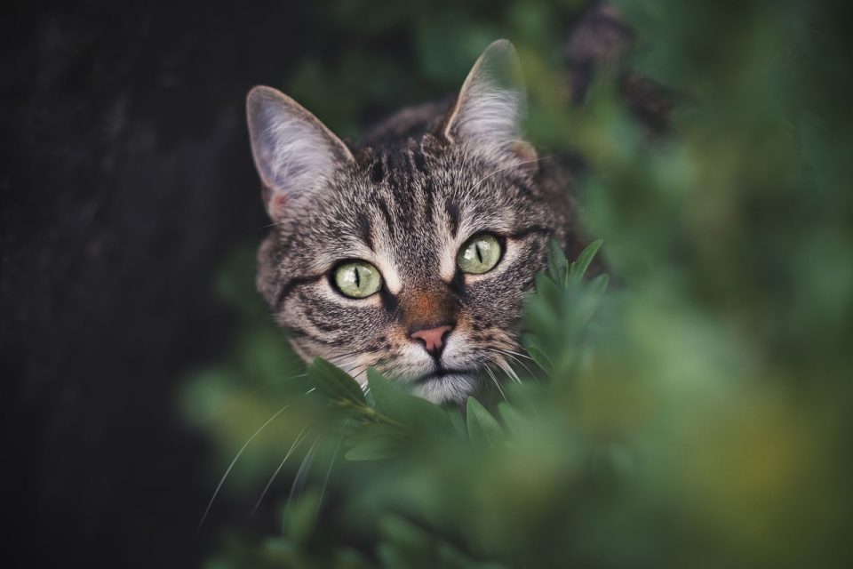 Gato Atigrado Mascota Felino Animal Sale De
