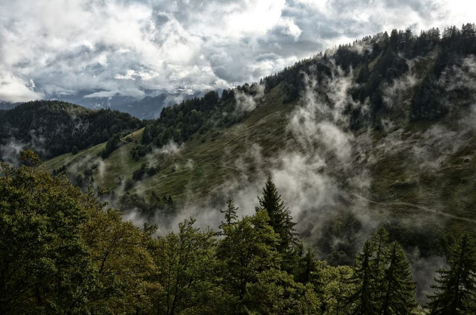 Brume Montagnes Sapin Des Arbres Randonnée