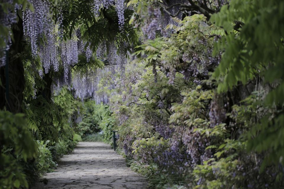 Flower Path Wisteria Nature Spring Blossom Bloom