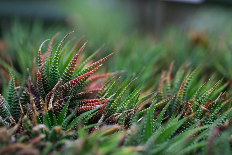 Plantes Succulent Vert Contexte Nature Macro