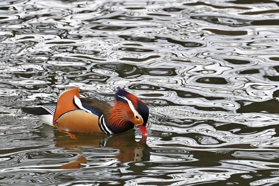 Mandarinente, Ente, See, Wasservögel, Entenschwimmen