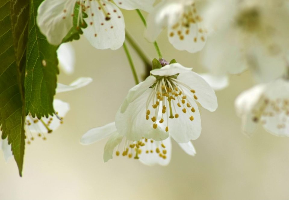Flor De Cerejeira Flores Primavera Pétalas