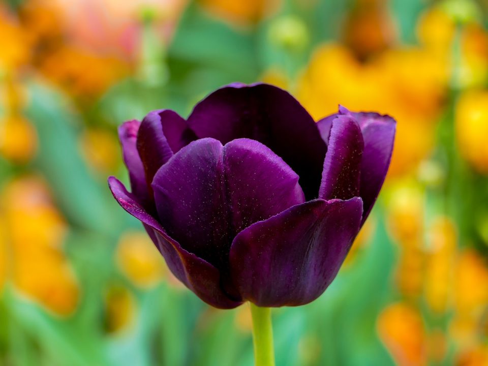 Lalea Floare Violet Tulip Petale Petale De Lalele