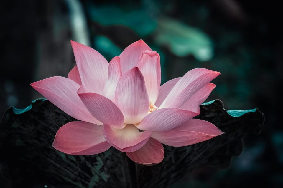 Flowesr Лотос Природа Розовый Цветы Пруд Мир