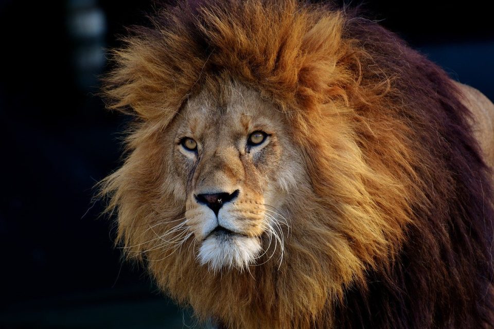 ライオン 動物 たてがみ 男 野生動物 捕食者 哺乳類 大きな猫 危険な 動物園 肖像画