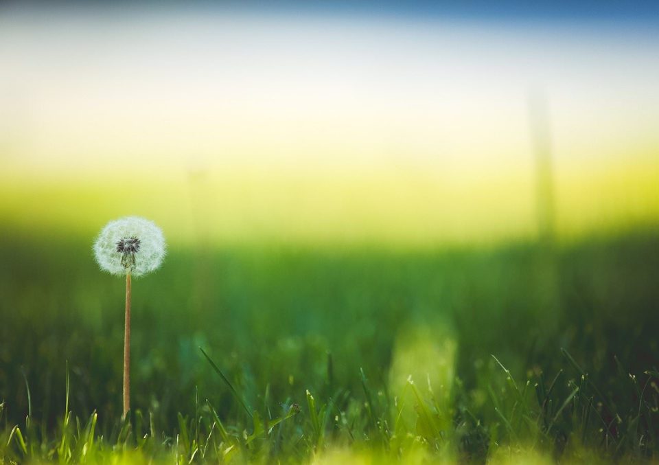 Löwenzahn, Blume, Wiese, Wildblumen, Samen