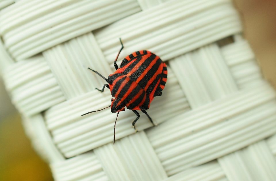 Strip Bug Bug Makro Vabzdžių Raudona Vabzdžių Nuotr