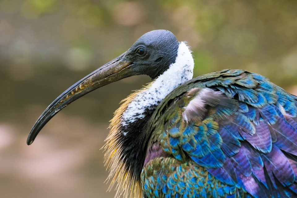 πουλί, ibis, αγκαθωτό ibis, ορνιθολογία, είδη, πανίδα, ζώο, ράμφος, φτέρωμα, άγρια ζωή