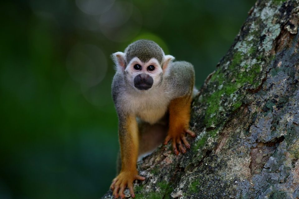 Affe Tier Baum Säugetier Primas Tierwelt Fauna