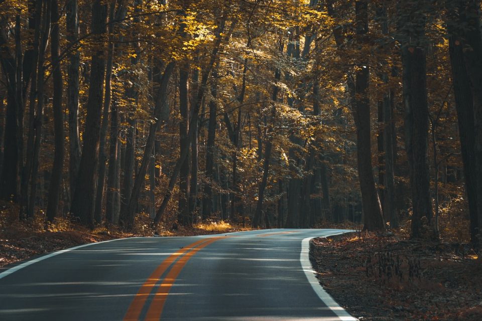 アスファルト 森林 道 木 森 森林地帯 街 高速道路 風景 Lane 屋外 トラベル