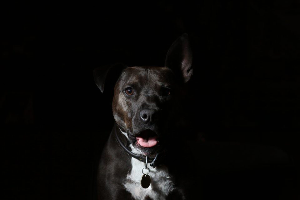 狗 黑色的 犬类 动物 宠物 黑暗的 肖像 黑狗 狗肖像 哺乳动物