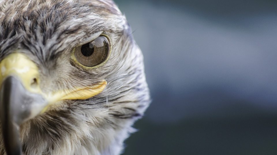 vögel, falke, falkenaugen, schnabel, nahaufnahmen, raubvögel, natur, raubtiere, wildvögel, wild lebende tiere