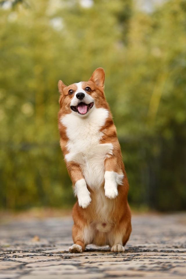 Thú Cưng Chó Corgi Cún Yêu Vui Niềm Vui