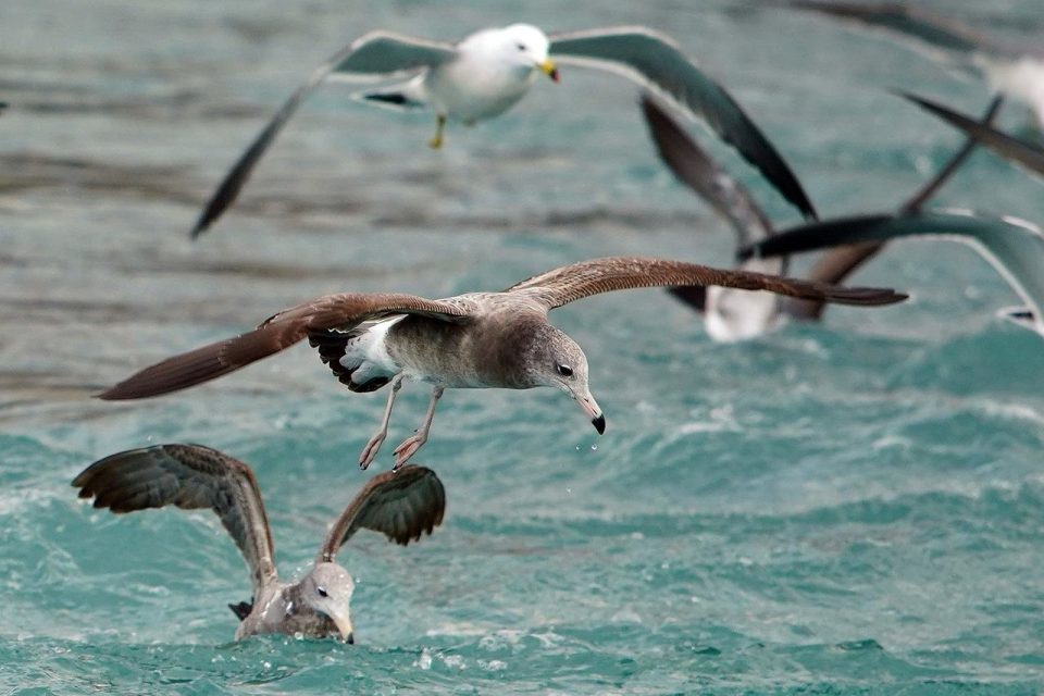 Gaivotas Voar Pássaros Agua Asas Pássaros Voando