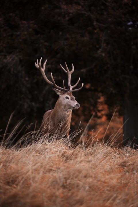 Red Deer Cerf Prairie Animal Mammifère