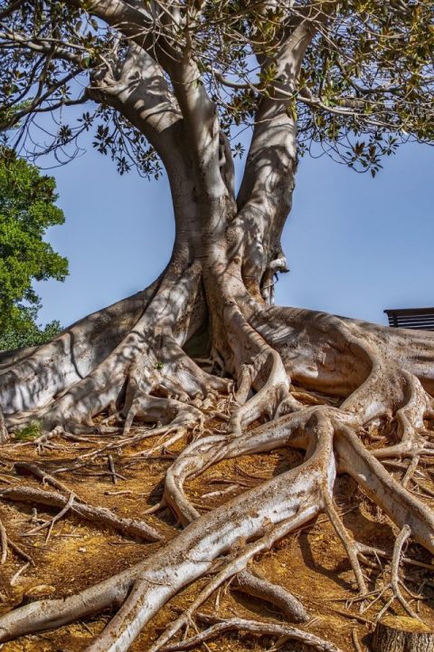 Paesaggio Albero Proprietà Tesoro Di Legno