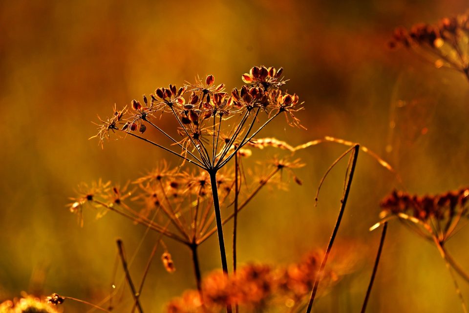 Bloem Plantkunde Natuur Plantaardige Bloom Bloesem