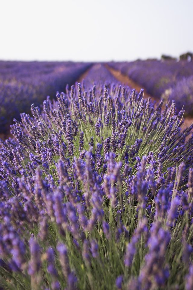 Lavendel Natur Fält Växt Landskap
