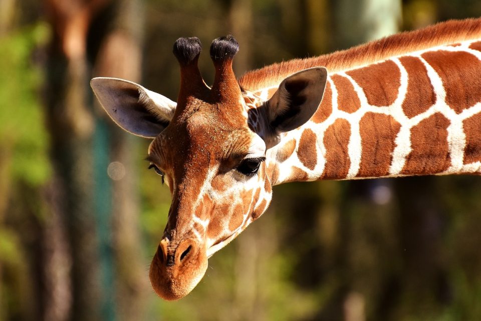 Giraffe, Giraffenkopf, Nahaufnahme, Wiederkäuer, Wildtiere, Langhalstiere, Säugetiere