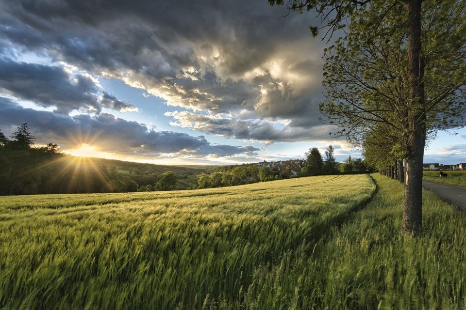 Atardecer Prado Hierba Luz De Sol Cereales Campo
