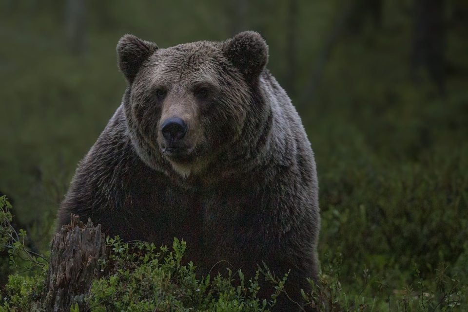Bär Wild Natur Wildnis Tiere Raubtiere Säugetier