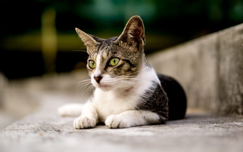 Gato Animal Bonitinho Gatinho Pelagem Felino