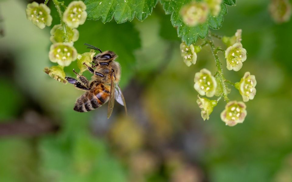 Albină Insectă Poleniza Polenizare Floare