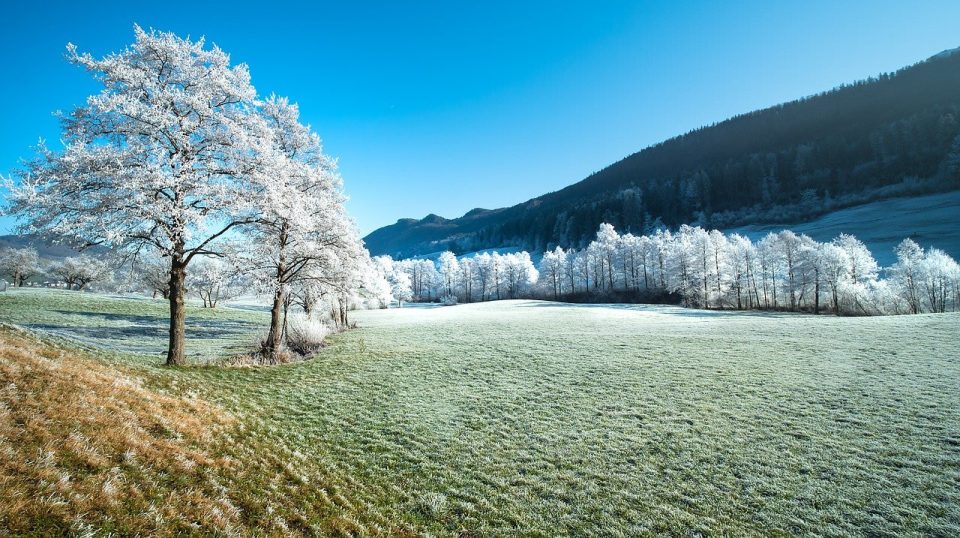 Sur Le Terrain Des Arbres Gel Givre Neige
