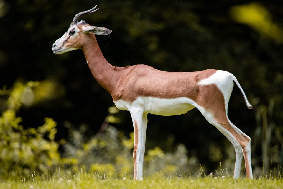Gazzella Africa Animale Safari Antilope Impala