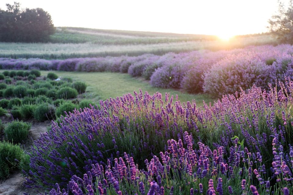 Lavanda Flores Campo Amanecer Flores Moradas Bloom