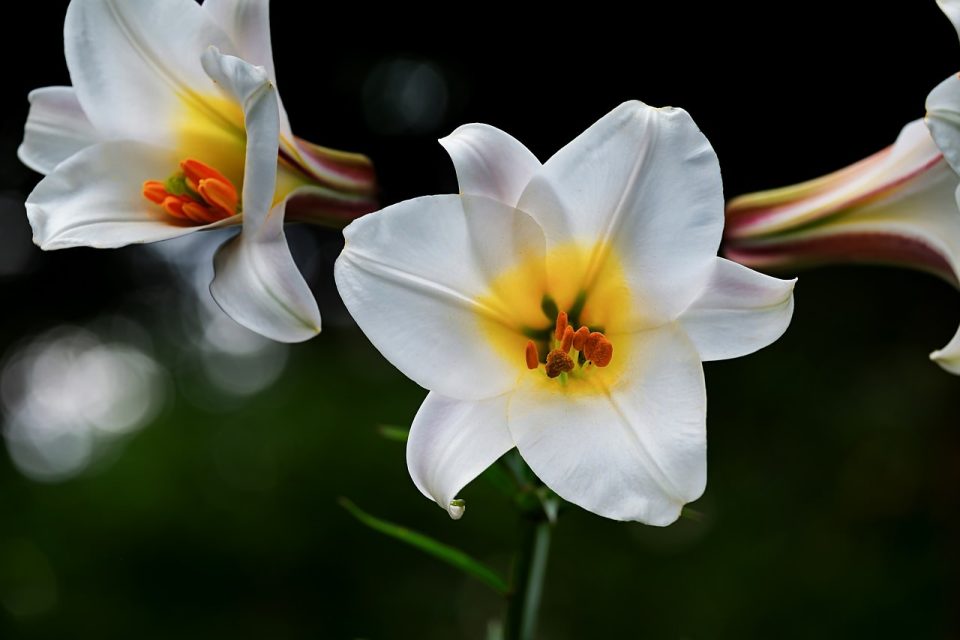 David-Lily Lily White Blossoms Lilium Davidii
