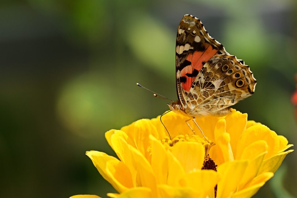 Vanessa Cardui Butterfly Flower Insect Yellow