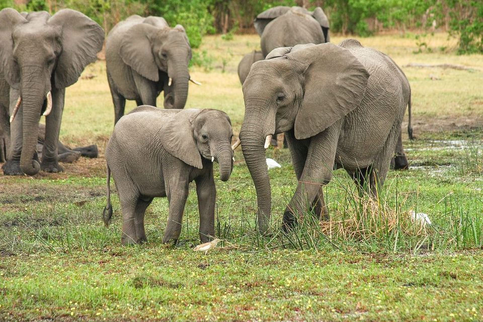 象 群れ 家族 ふくらはぎ 母と子 厚皮類 大きな動物 大型哺乳類 アフリカ アフリカゾウ