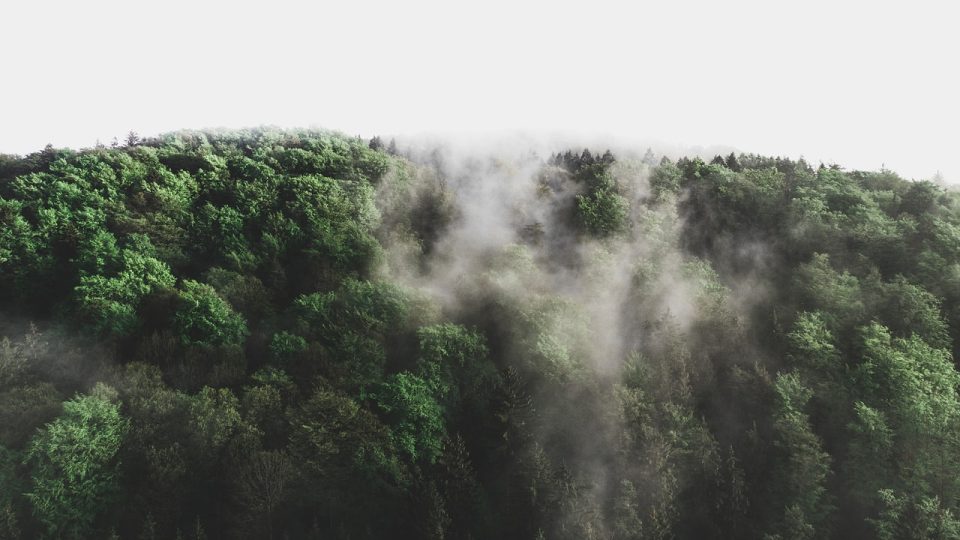 Skog Träd Dimma Landskap Natur Fantasi Löv Humör