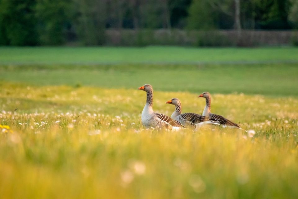 Natur Sommer Wild Goose Vannfugl Plen