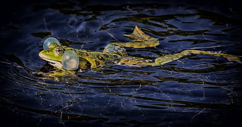 Żaba Zwierzę Ropucha Staw Woda Natura Płaz