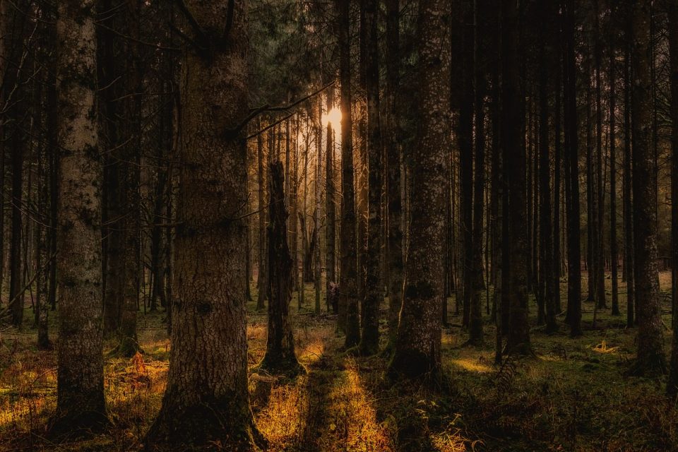 Waldlandschaft, Bäume, Herbst, Sonnenlicht, Wald, gruselige Waldlandschaften