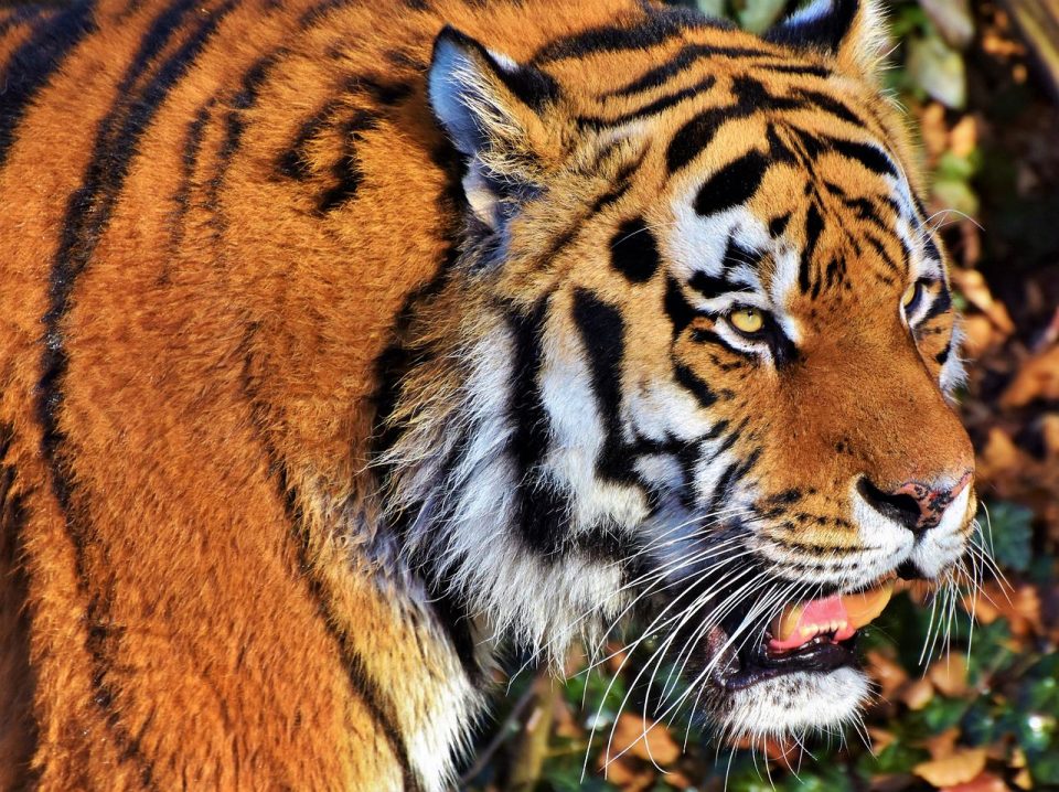 虎 大きな猫 捕食者 ヤマネコ 危険な マジェスティック 野生動物 動物園