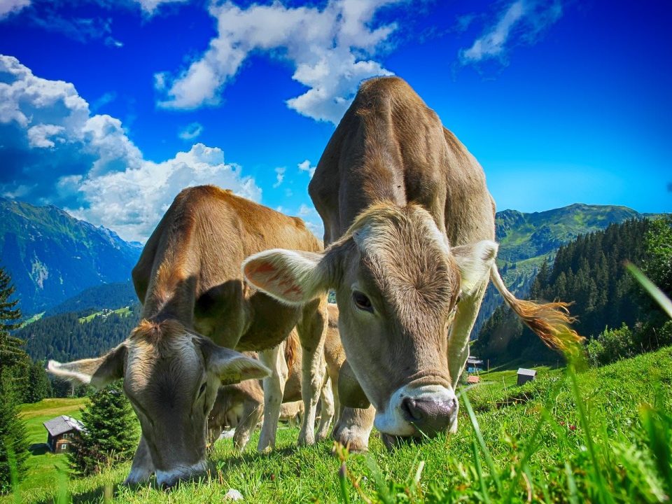 Vaci Bovine Fermă Cer Nori Păşune Pășunat