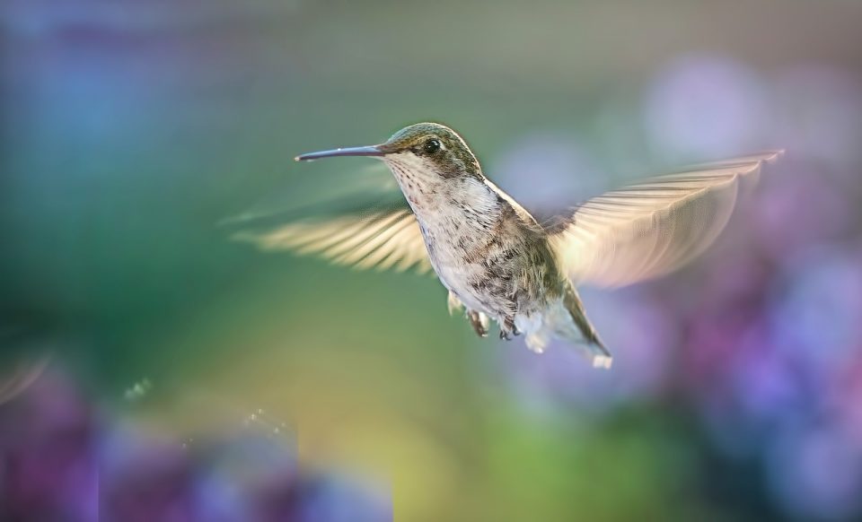 Colibrì Volare Uccello Animali Selvatici Natura