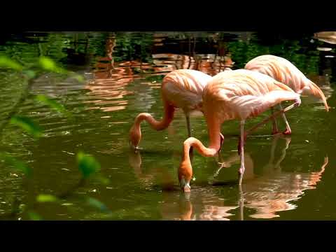 Фламинго Оби Парранда Паррандаи Plumage Дарёча Об Нӯшокии - Video