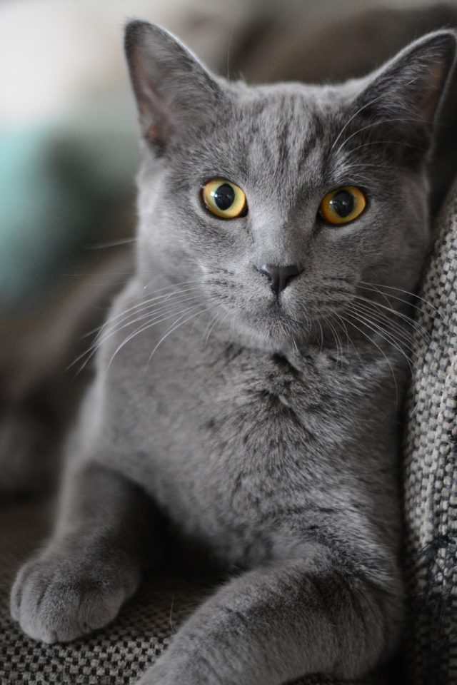 Cat Portrait Kitten Domestic Cat Animal