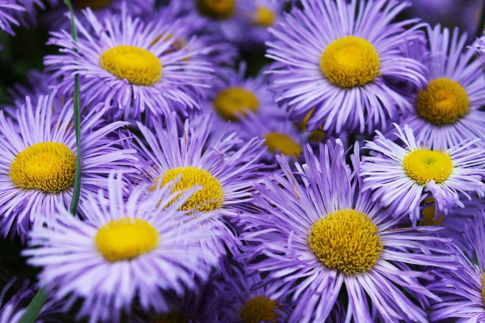 Fiore Blu Fiori Blu Natura Impianto Giardino
