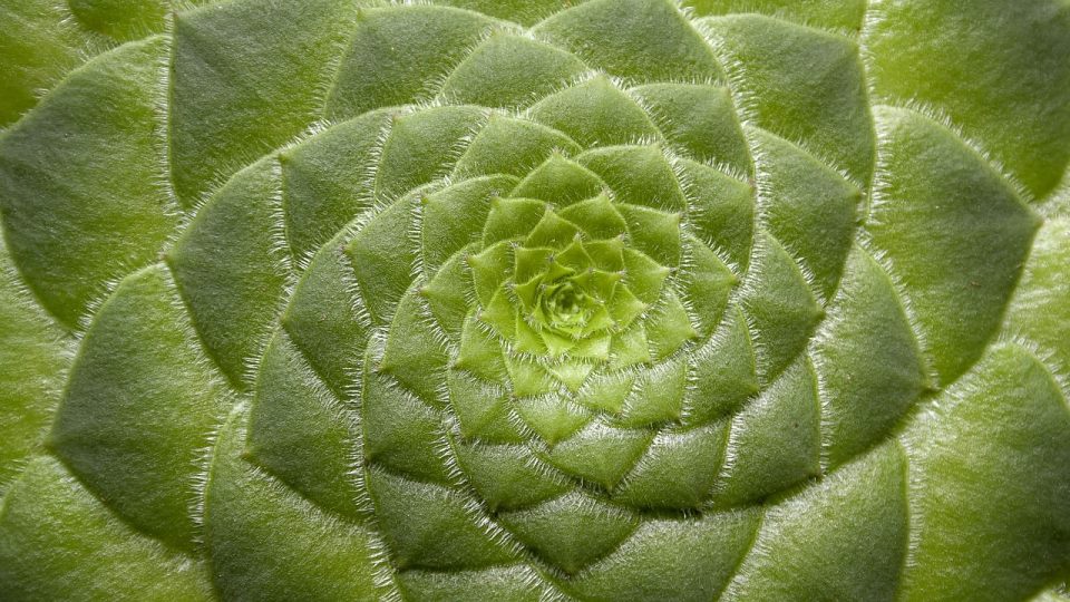 Aeonium Tabuliforme 흥미 진진한 식물 꽃 관상용 식물 정원 털이 많은