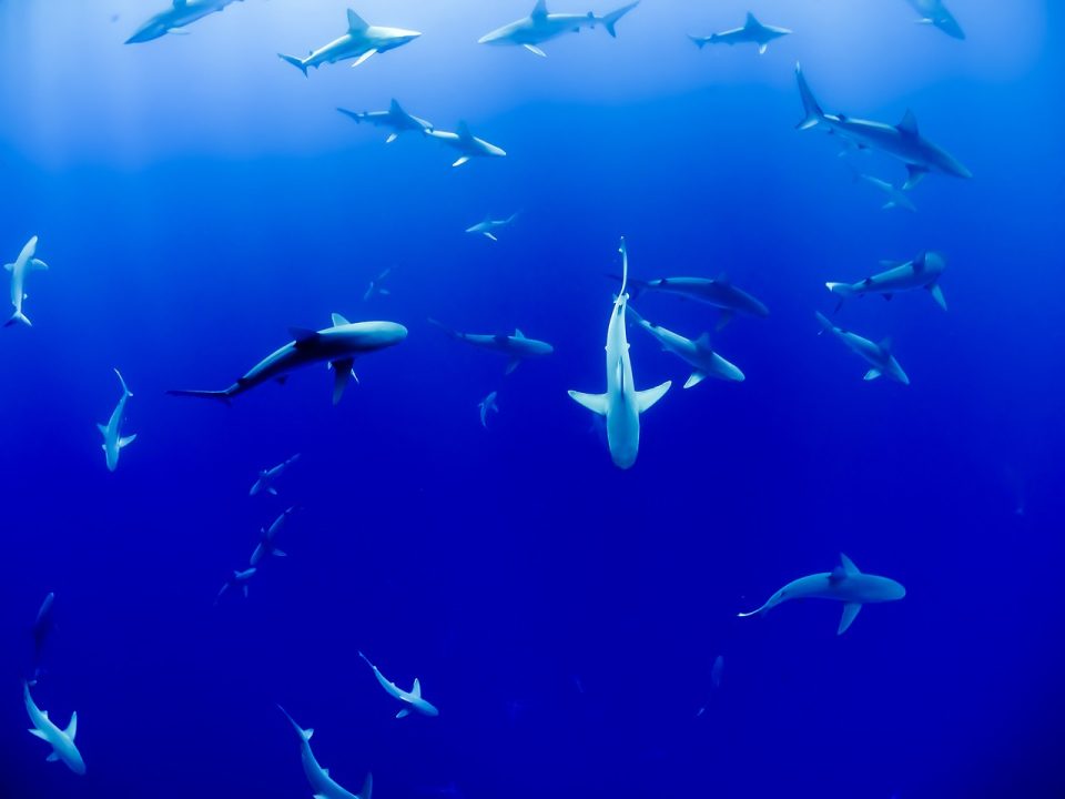 鲨鱼 水族馆 鱼 海洋 海 游泳 水下 水 蓝色的水 蓝色的海洋 蓝色的大海