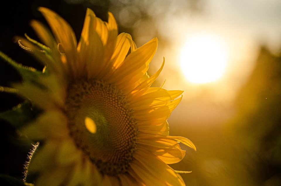 Girasole Tramonto Natura Estate Luce Del Sole