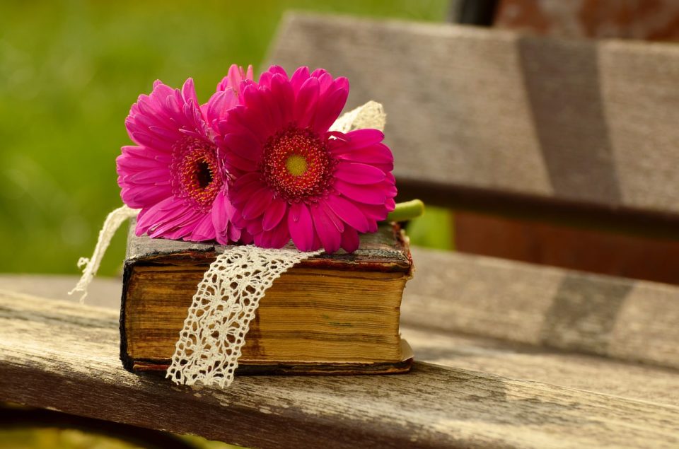 Gerbera, Rosa, Blume, Bank, Romantik, Buch, Bibel, Entspannen, Holz, Lesen
