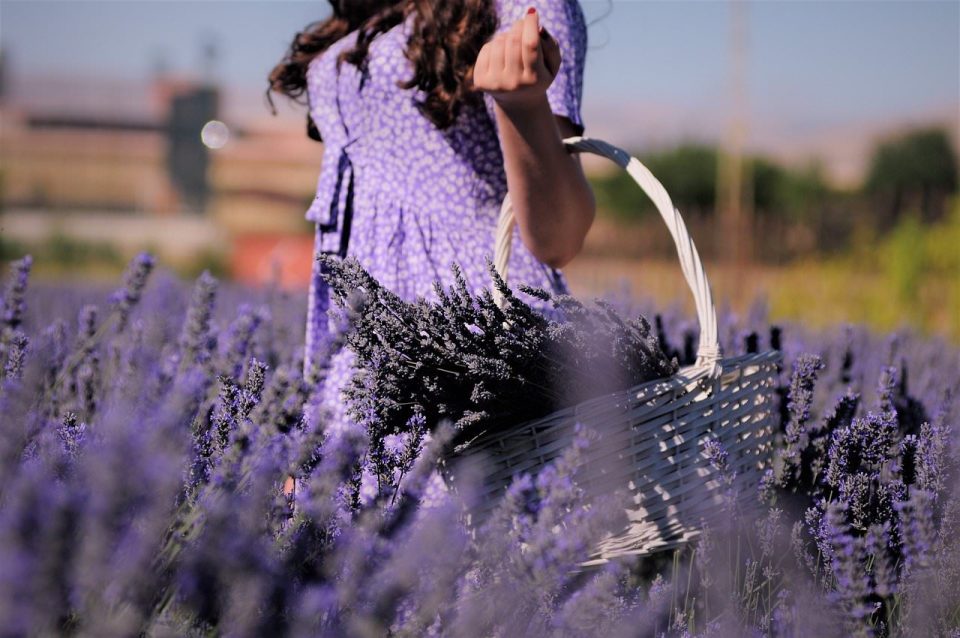 Lavanda Campo Garota Colheita Cesta