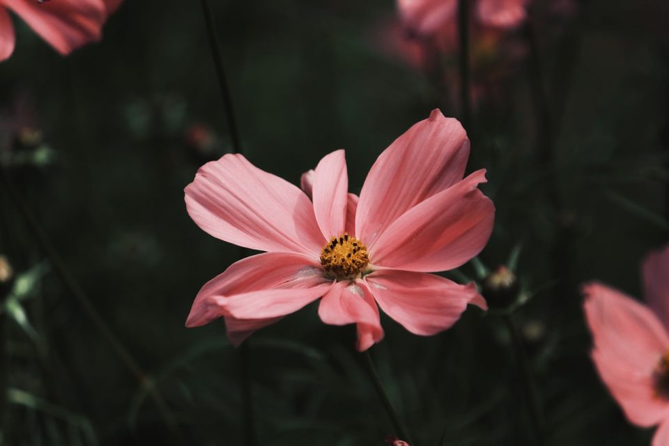 Cosmo Fiori Natura Rosa Impianto Compositi