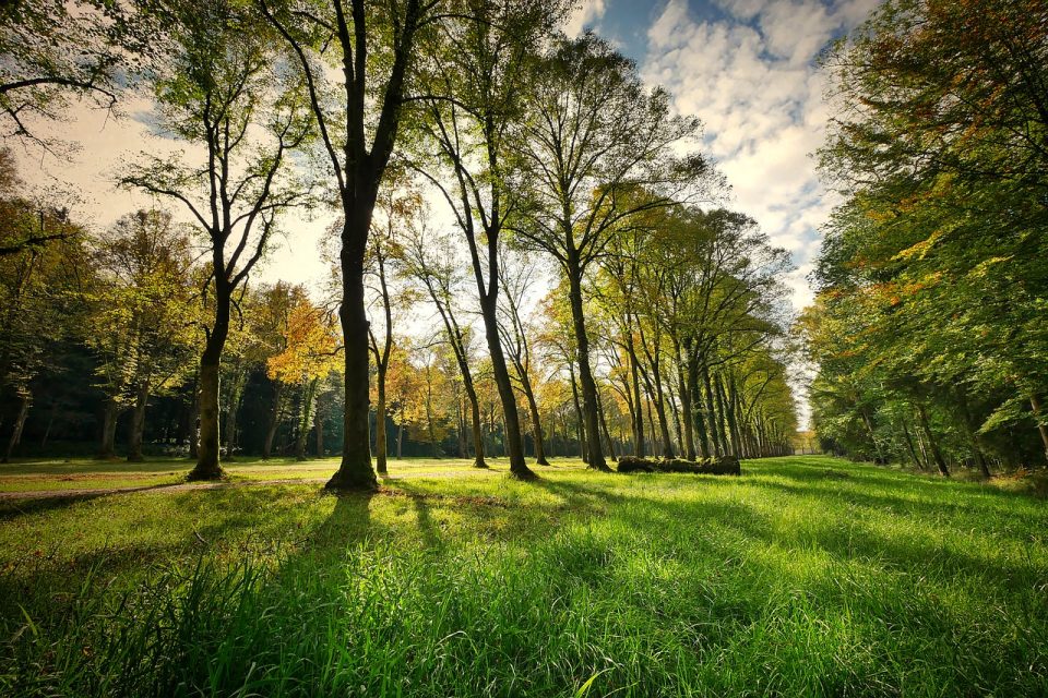 Drzewa Park Natura Krajobraz Trawa Las